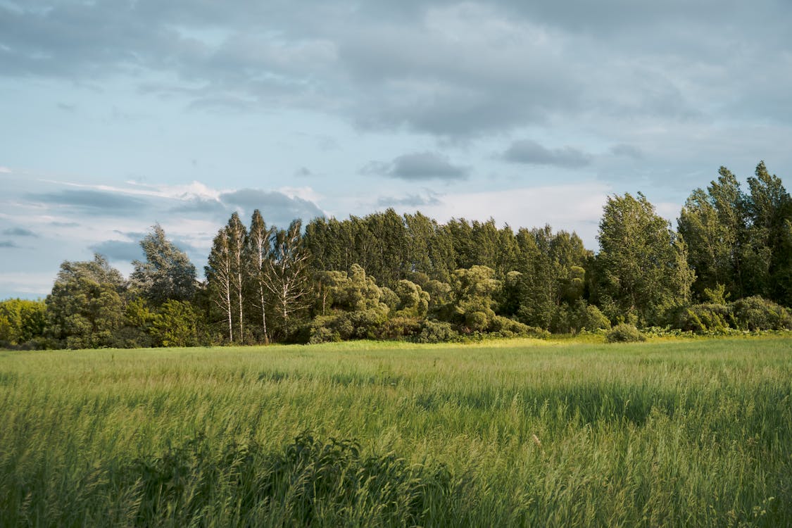 An image of a grassy field in front of a forest. The sky above has scattered clouds.